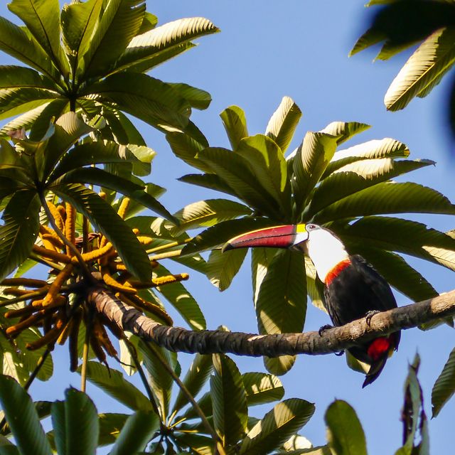 Een witkeeltoekan hoog in het regenwoud van Guyana