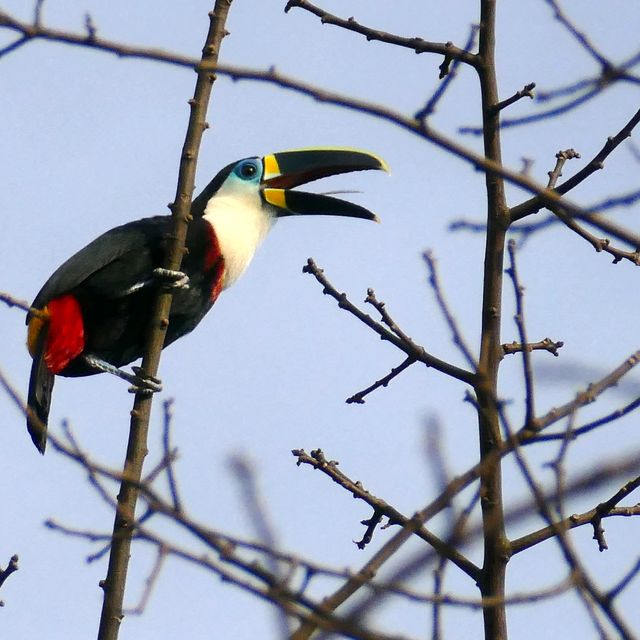 Een groefsnaveltoekan die roept met open snavel