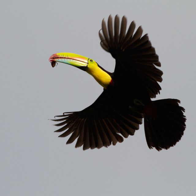 Een zwavelborsttoekan in volle vlucht